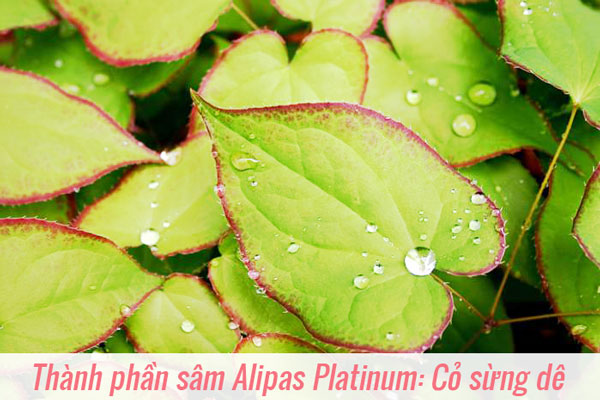 Sâm Alipas Platinum